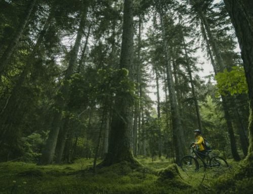 Protected Areas and National Parks of Georgia: The Complete 2026 Guide