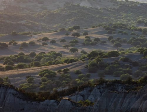 Vashlovani National Park: Georgia’s Wild East | Safari Tours & Leopard Territory